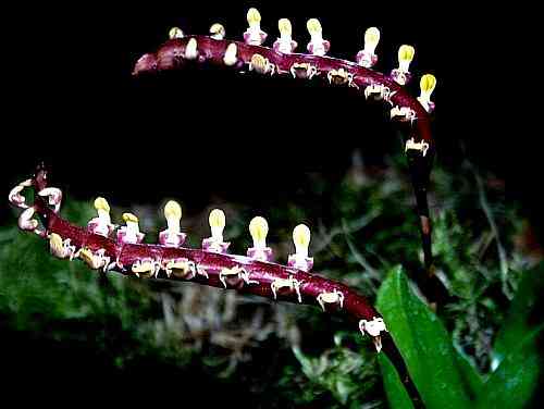 Bulbophyllum falcatum  